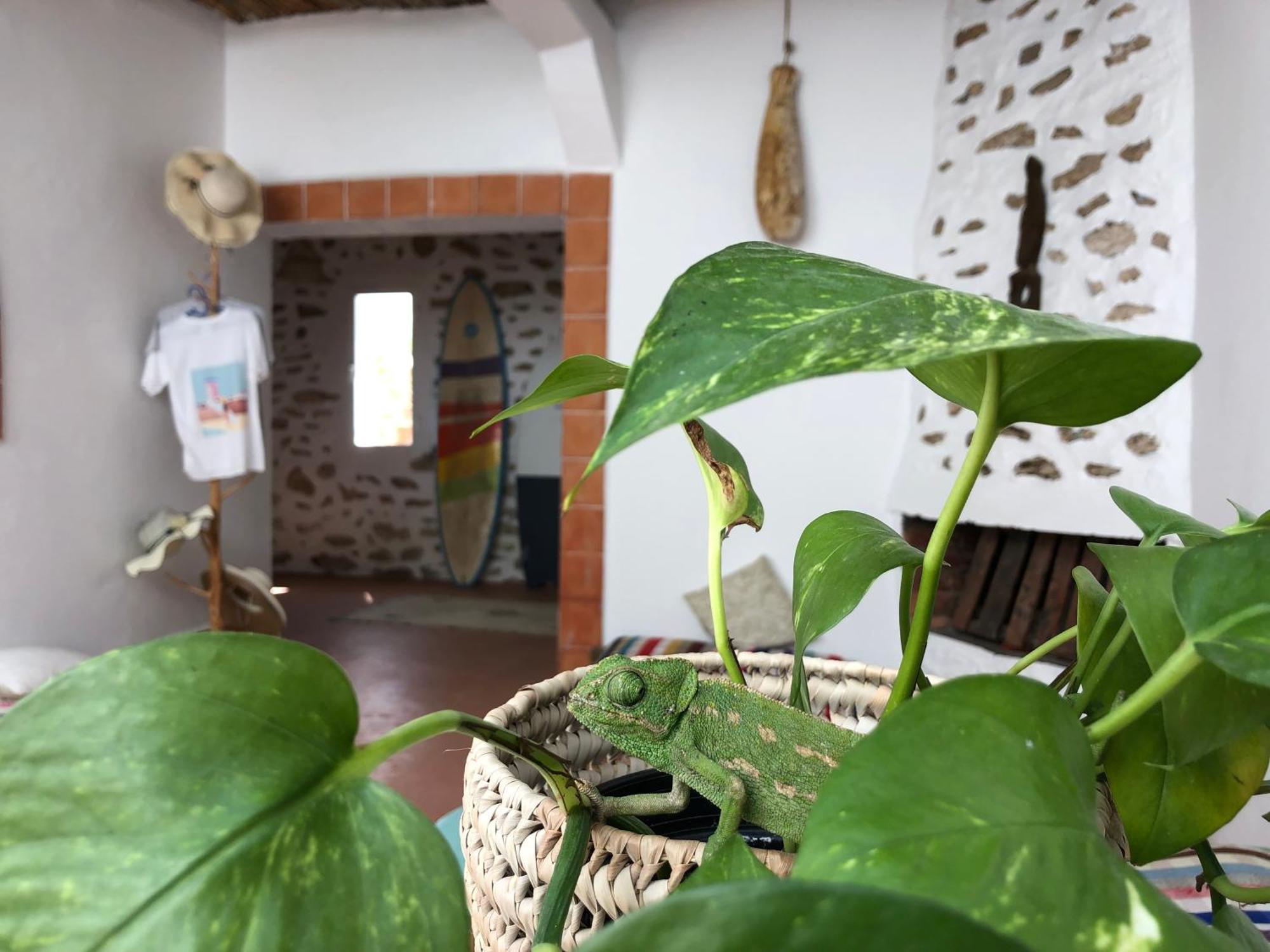 Surf Housemaroc Vandrehjem Essaouira Eksteriør billede